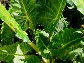 Golden Elephant Ear / Alocasia macrorrhiza 